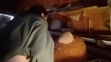 Unusual guy screws a teddy bear